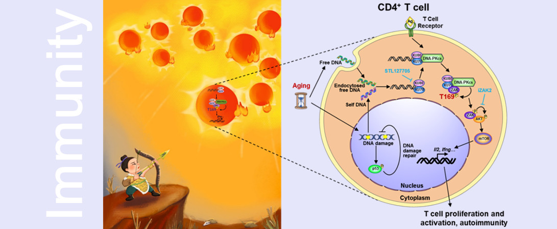 Scientists Reveal New DNA-sensing Pathway in CD4+ T Cells and Regulatory Mechanism in Mediating Aging-related Autoimmune Disease