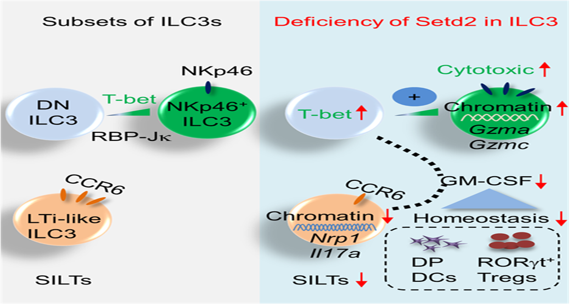 Regulation of ILC3 by Setd2 Maintains Intestinal Immune Homeostasis