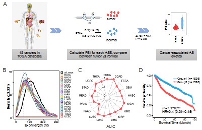 A Widespread Length-dependent Splicing Dysregulation Revealed by Meta-analyses of Cancer Transcriptomes