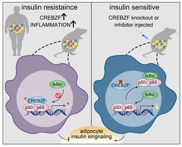 Researchers Identify Novel Mechanism of Insulin Resistance via CREBZF-mediated Adipose Tissue Macrophage Activation