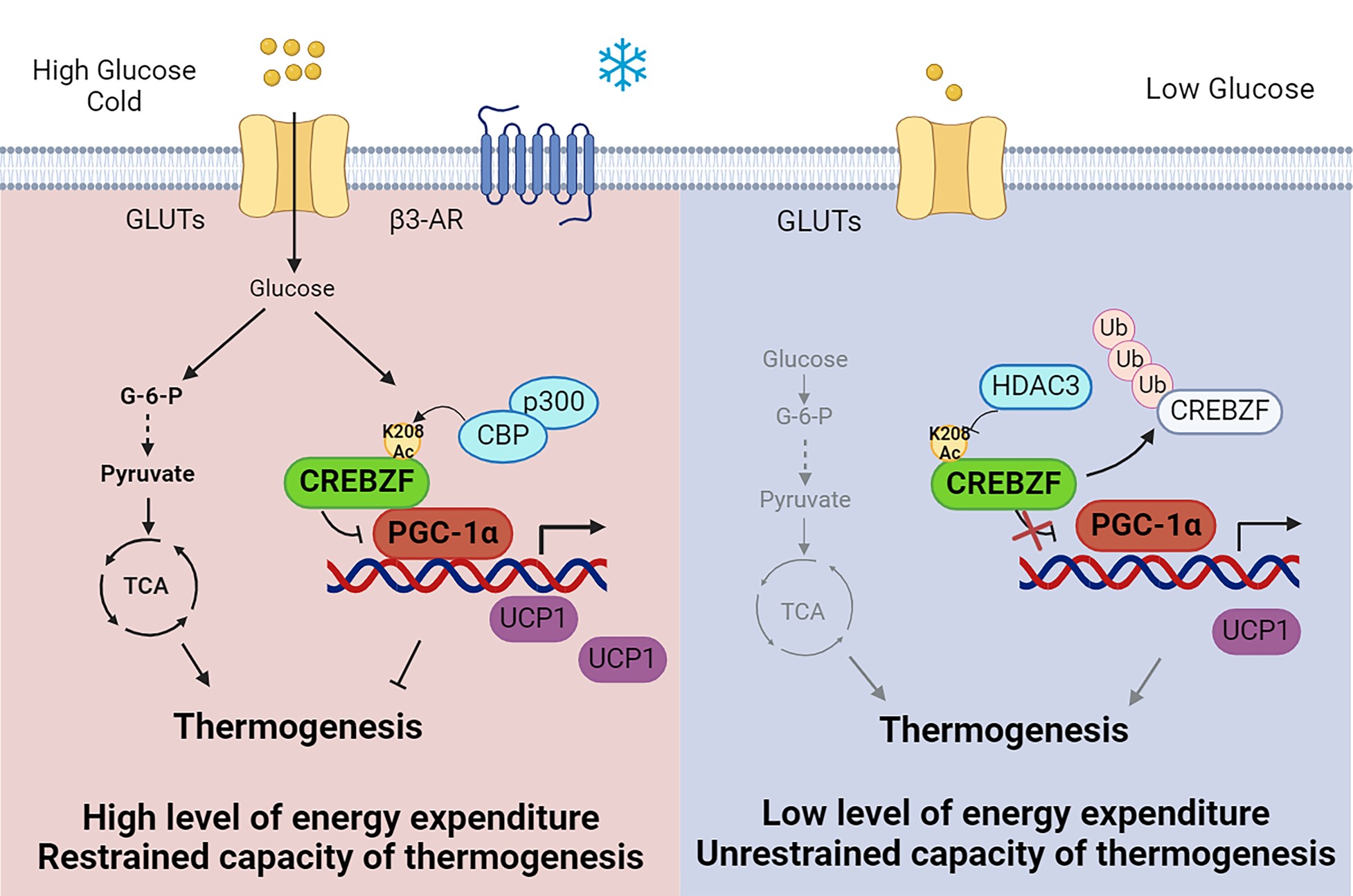 Researchers Identify Novel Mechanisms of Glucose Sensing by the Adipocyte in Regulating Thermogenesis and Energy Metabolism