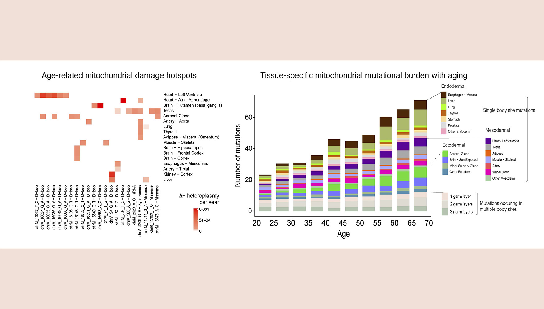 Organ Aging Decoded: Shanghai Team Reveals 