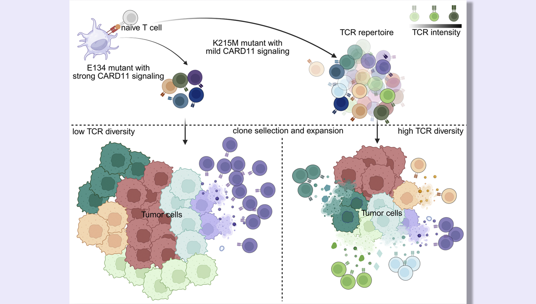 CARD11 Signaling Regulates CD8+ T Cell Tumoricidal Function