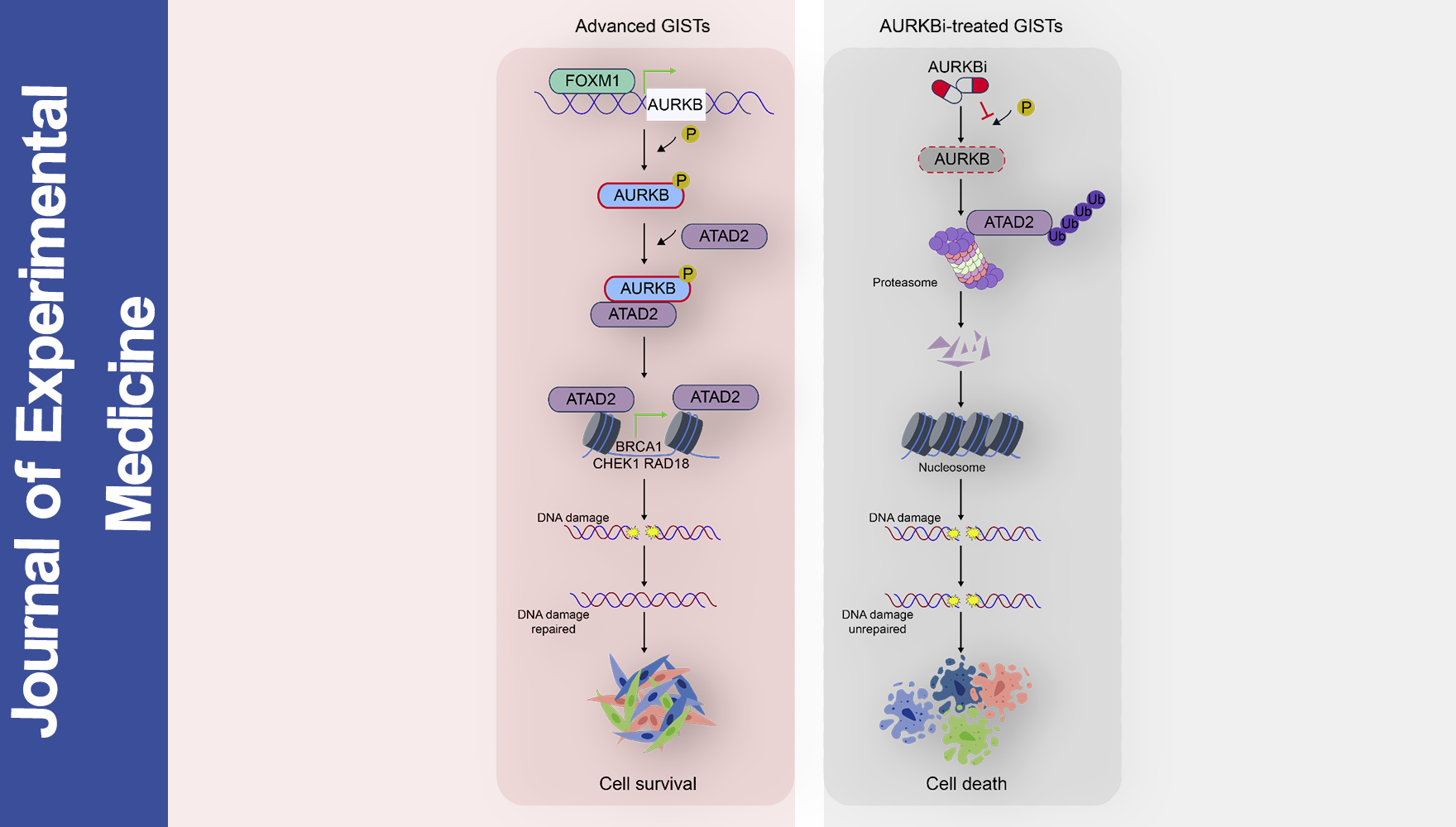 Scientists Identify New Therapeutic Target in Advanced Gastrointestinal Stromal Tumors