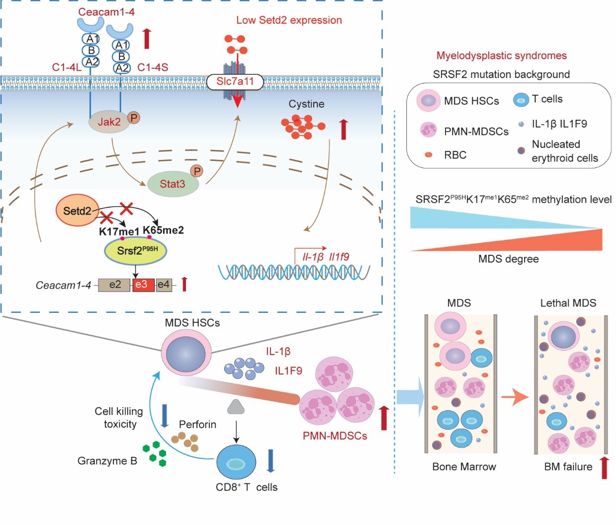 Researchers Uncover How SETD2 Regulates Immunosuppressive Bone Marrow Microenvironment in Myelodysplastic Syndromes