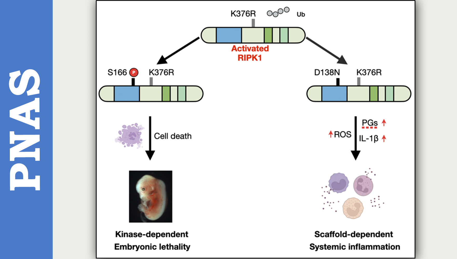 RIPK1 Ubiquitination Regulates Kinase-Independent Function in Inflammation
