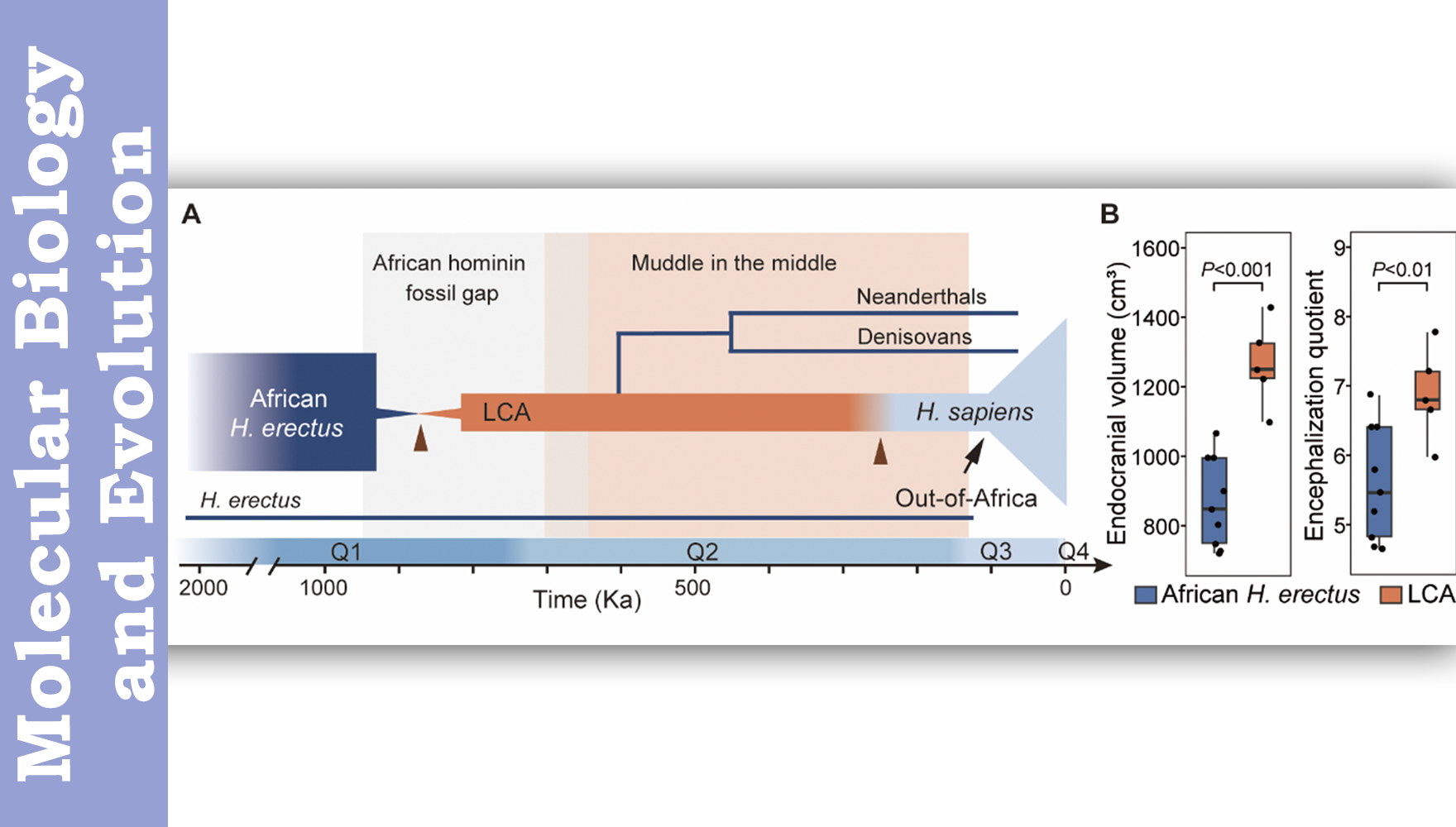 Ancient Bottleneck of Homo Populations Shown by High-precision Computation and Fossil Evidence