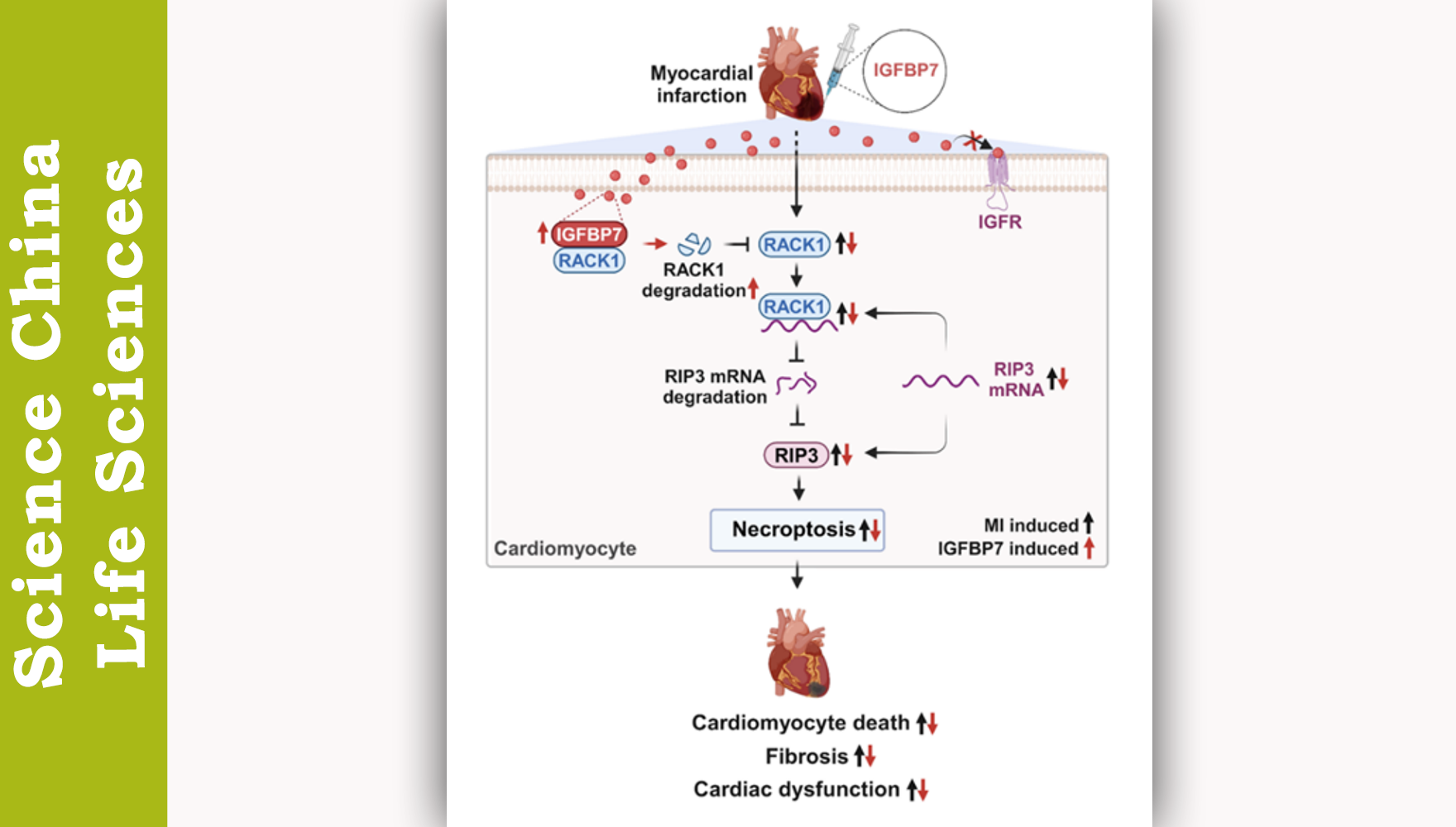 Researchers Reveal Novel Mechanism of IGFBP7 in Suppressing Cardiomyocyte Necroptosis and Promoting Repair of Infarcted Hearts